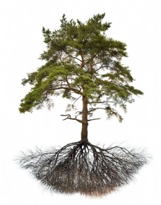 树木密集的树根大树图片