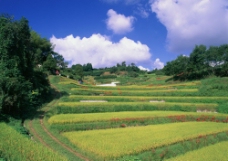 景观水景农村稻田风景图片