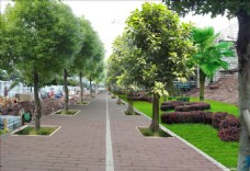 市政人行道绿化透视图