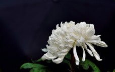 白色花白色菊花