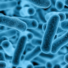 其他生物微生物细菌图片