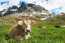 雪山趴在草地上的牛图片