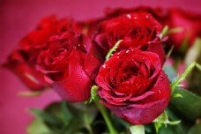 鲜花摄影红色玫瑰摄影图片