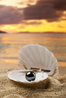贝壳里的黑珍珠特写图片图片