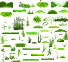 png免抠小草草丛植物