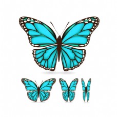 蓝色蝴蝶图案矢量素材