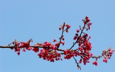 钟花樱桃树