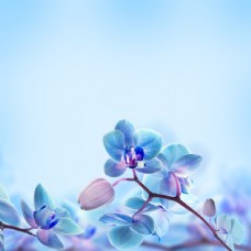 树木蓝色娇美的花卉背景图片