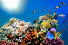 多彩鱼阳光下多彩的珊瑚与鱼图片