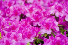 鲜花摄影紫红色杜鹃花图片