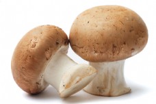 其他生物新鲜蘑菇图片
