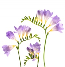 树木紫色小花图片