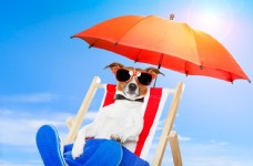 度假椅子上休息的狗狗图片