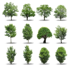 绿化景观园林树木图片