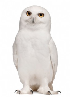 白色猫头鹰摄影图片