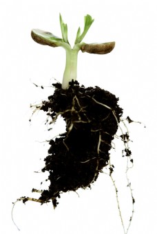 发芽植物根土壤图片