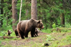 树林散步的熊妈妈与熊宝宝图片