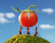 抬西红柿的蚂蚁图片