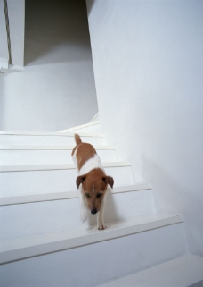 宠物狗下楼梯的狗狗图片