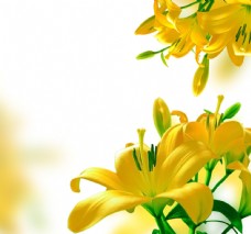 树木美丽黄花背景图片