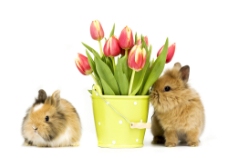 郁金香与兔子图片
