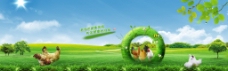 绿色家禽鸡鸭网页banner图片