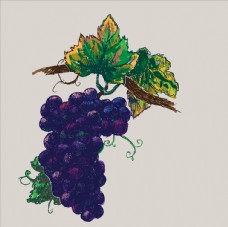 进口蔬果彩绘葡萄