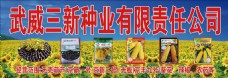 向日葵 葫芦种子销售海报