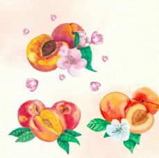 进口蔬果手绘水彩桃子插图